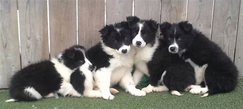 Find <b>Border Collie puppies for sale</b> Descended from expert herding dogs, <b>Border</b> Collies still retain those hardworking, energetic instincts. . Unregistered border collie puppies sale